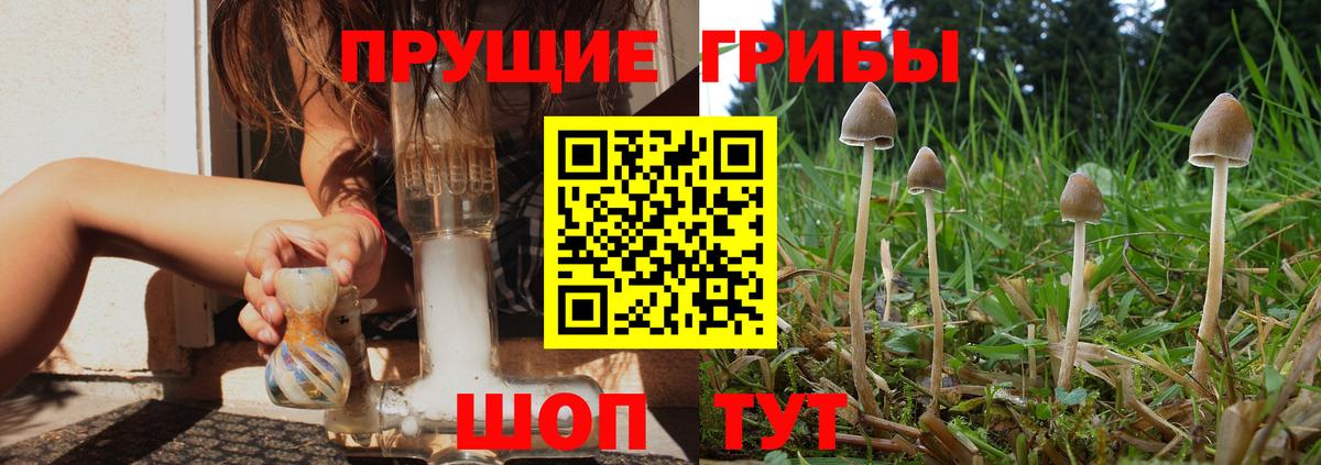 Галлюциногенные грибы Psilocybe Кулебаки